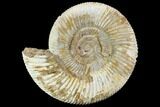 Perisphinctes Ammonite - Jurassic #108701-1